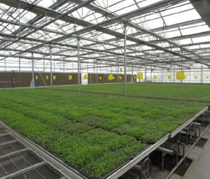 育秧苗床 育秧苗床